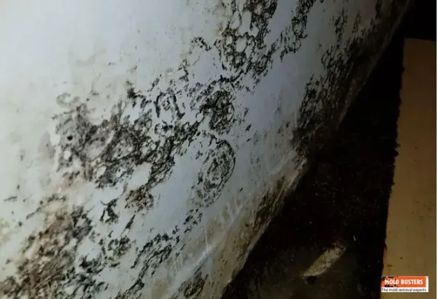 Black mold (Stachybotrys chartarum) growth